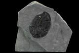 Asaphiscus Wheeleri Trilobite - Utah #97173-1